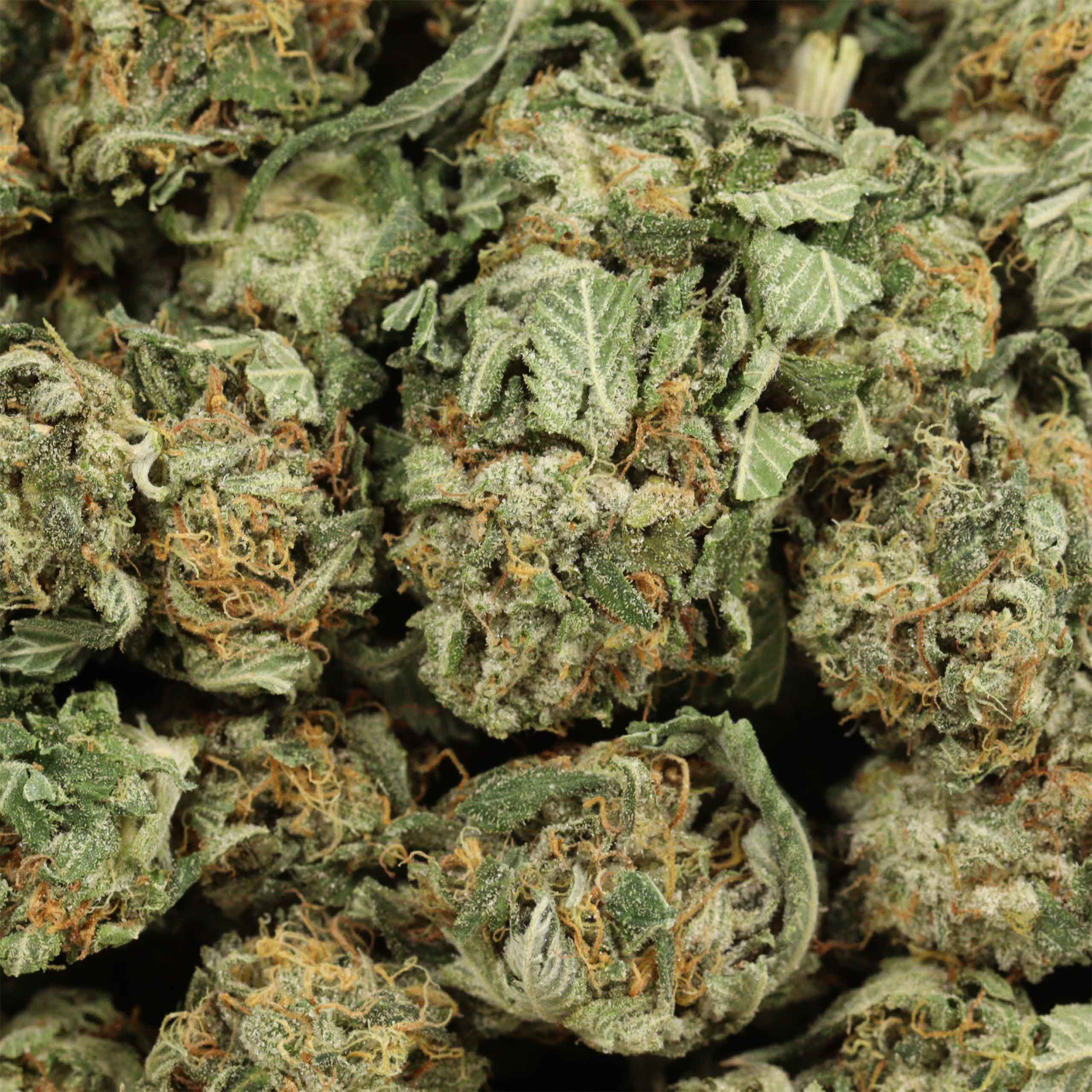 Gas Monkey cannabis wholesale