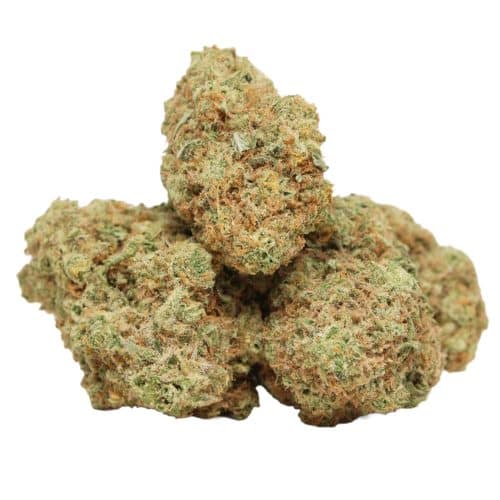 Gelato #33 strain cannabis