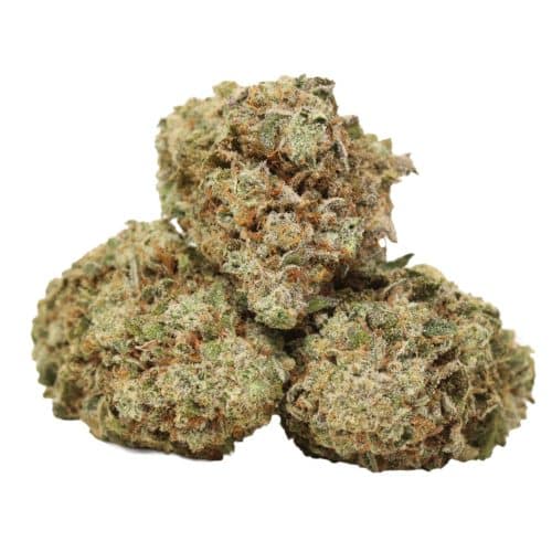 God's Green Crack strain cannabis