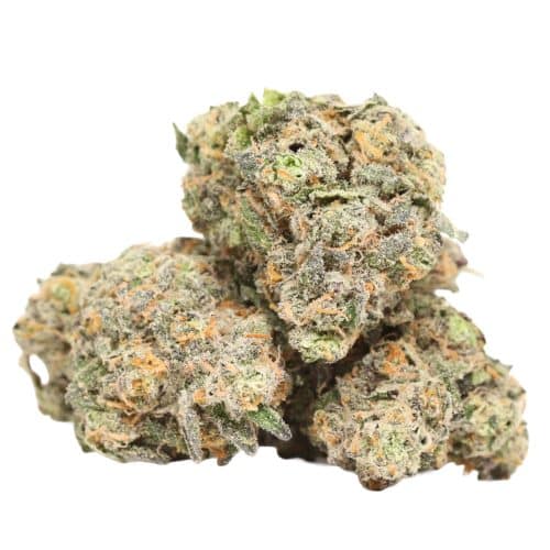Golden Monkey strain cannabis