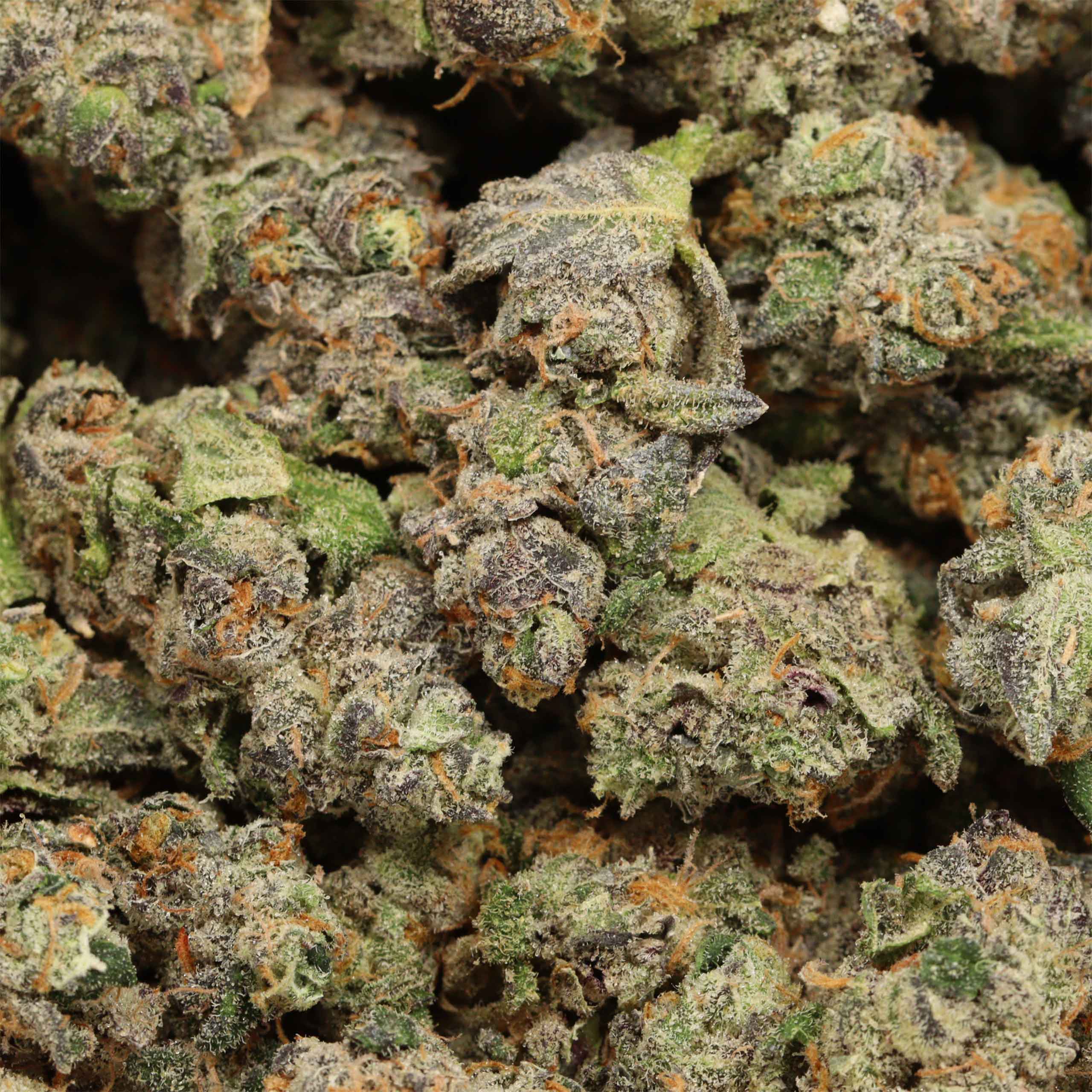 Golden Monkey cannabis