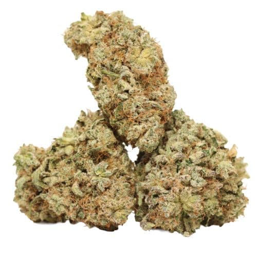 Gorilla Frost strain cannabis