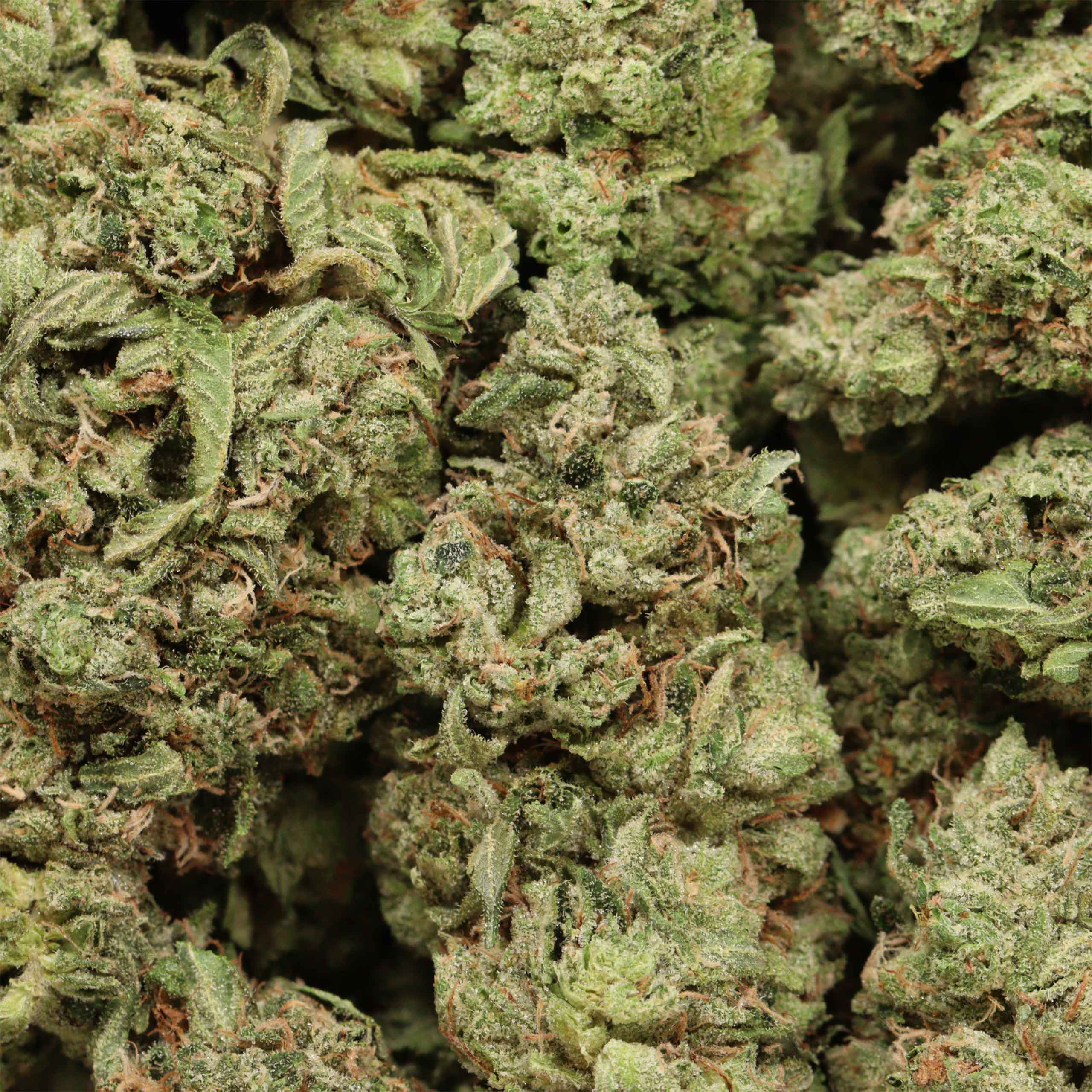 Hydro Pink Kush cannabis wholesale