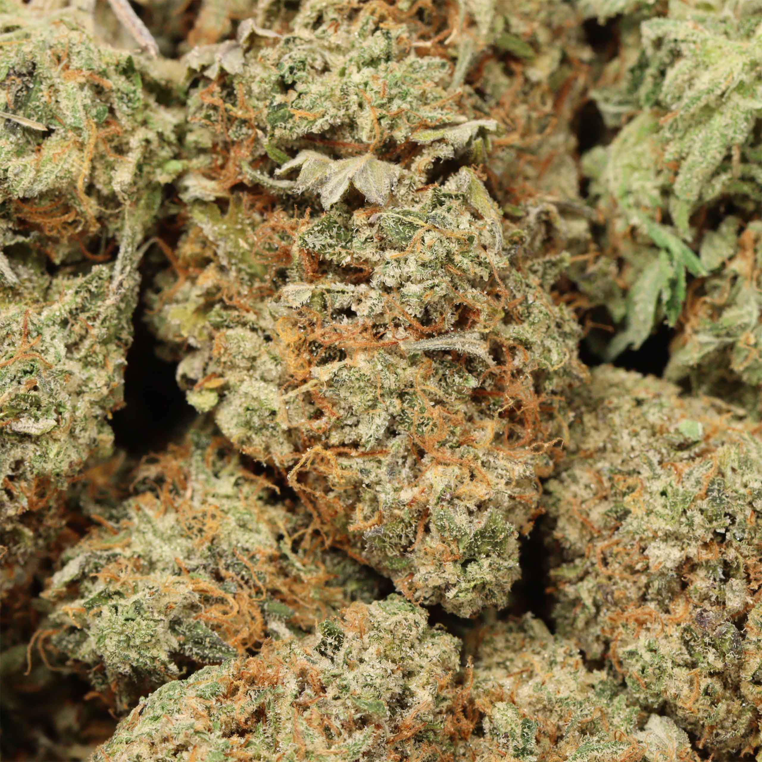 Jungle Mints cannabis wholesale