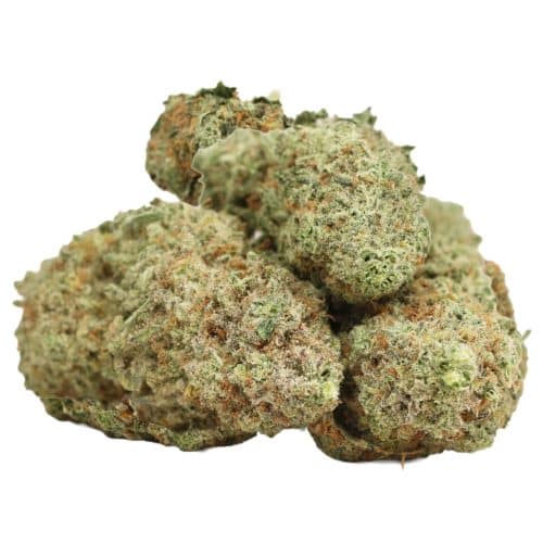 Mango Kush strain cannabis