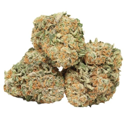 Northern Lights strain cannabis