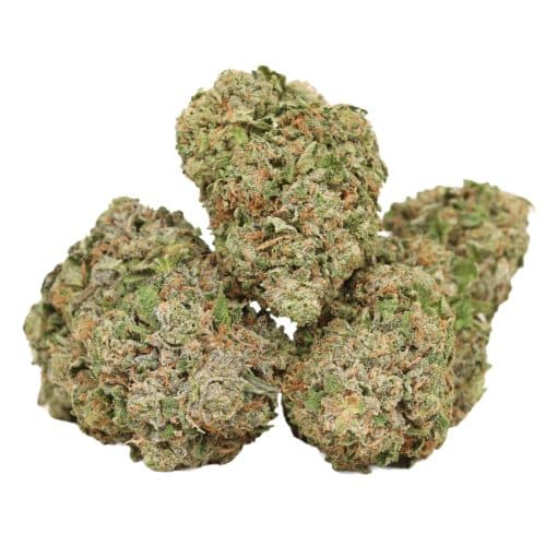 Pink Kush strain craft cannabis