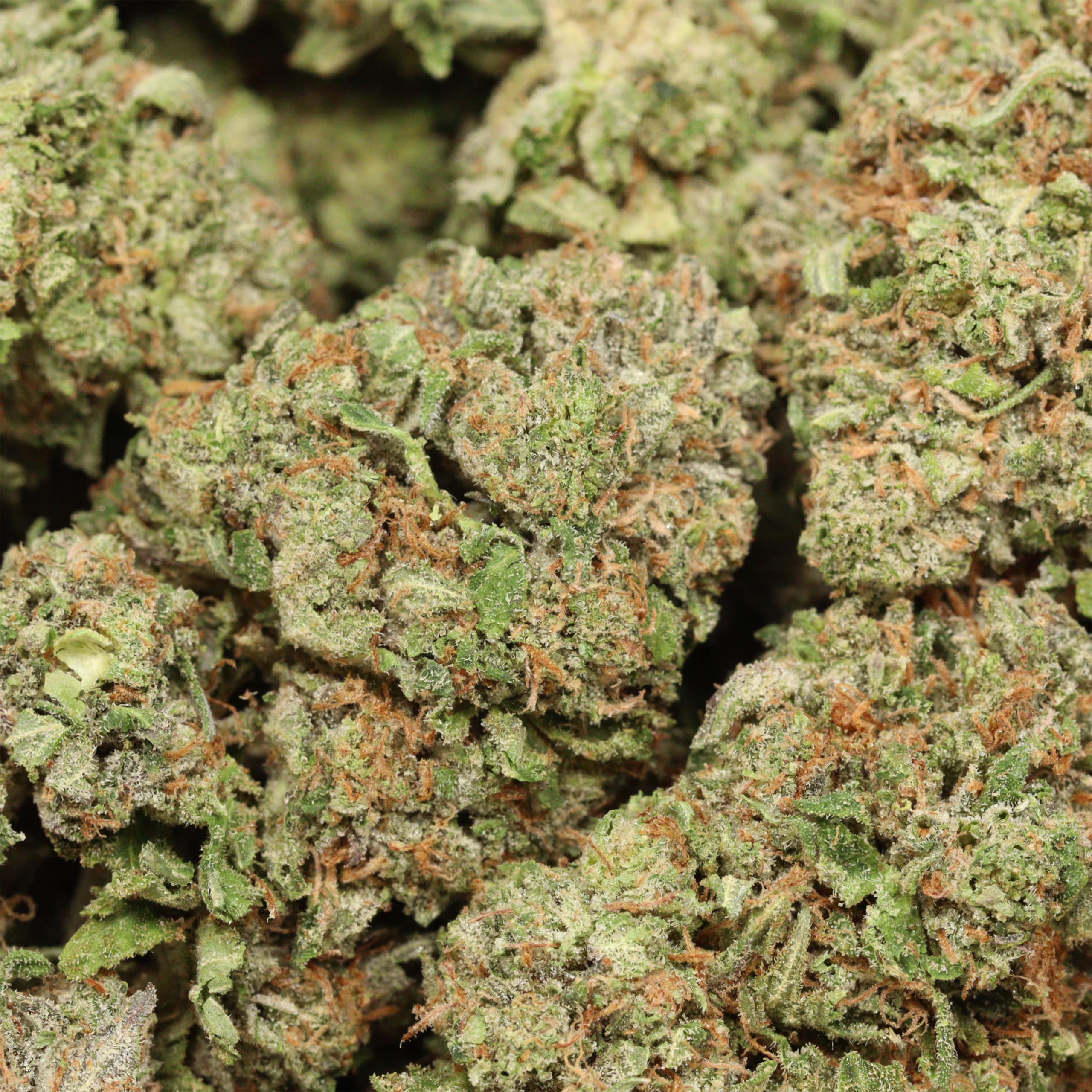 Pink Kush craft cannabis