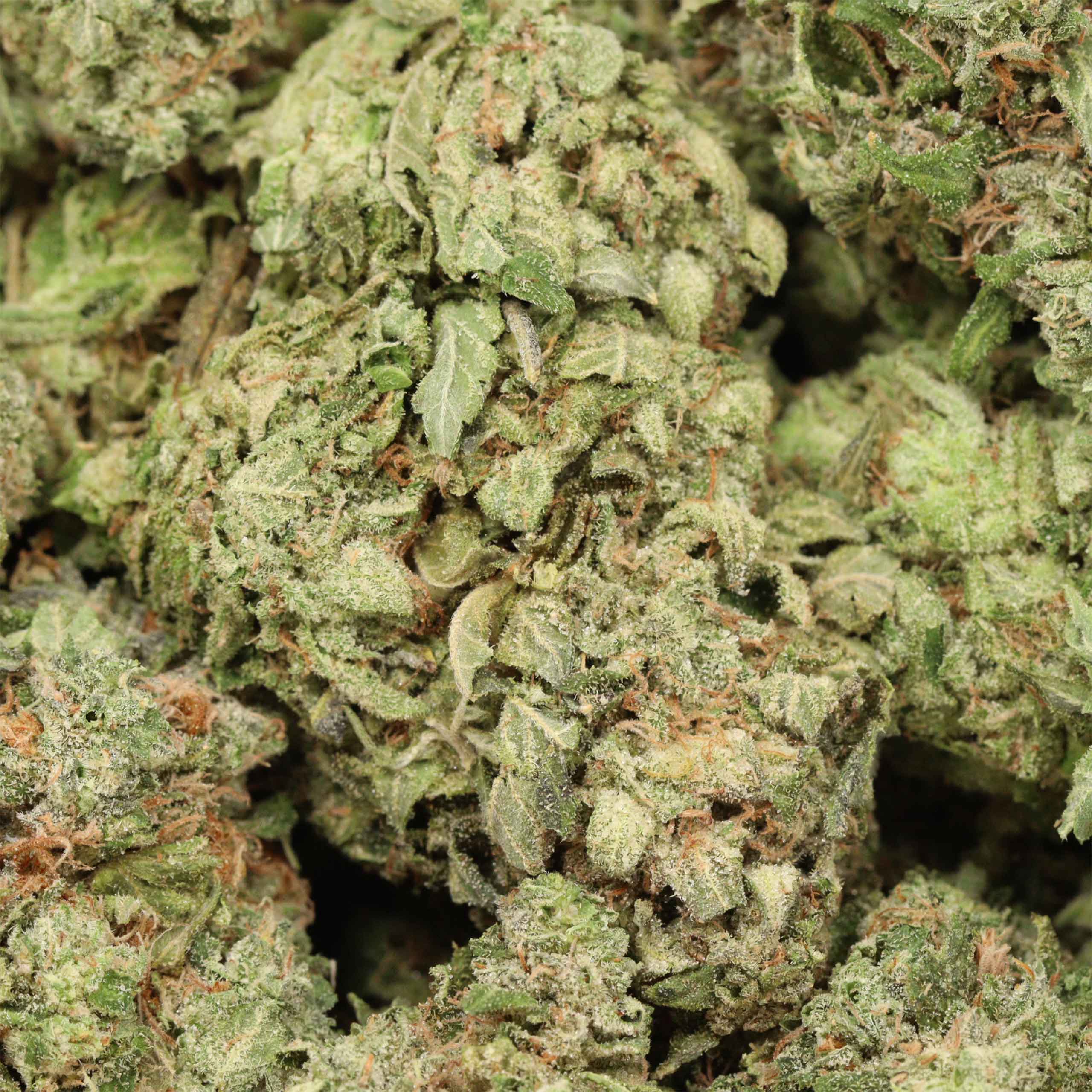 Pink Muerte cannabis wholesale