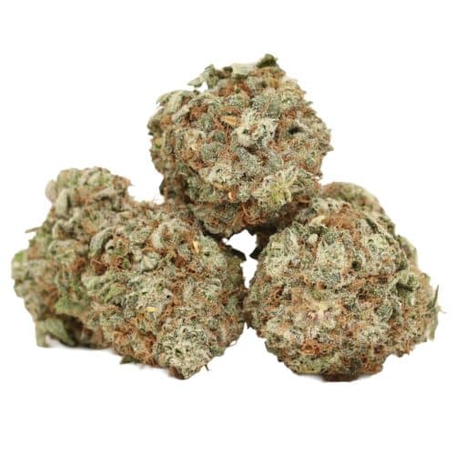 Platinum Blackberry strain cannabis