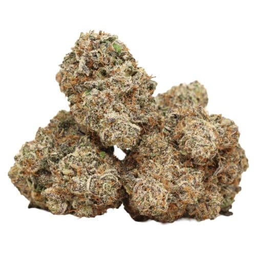 Purple Queen strain craft cannabis