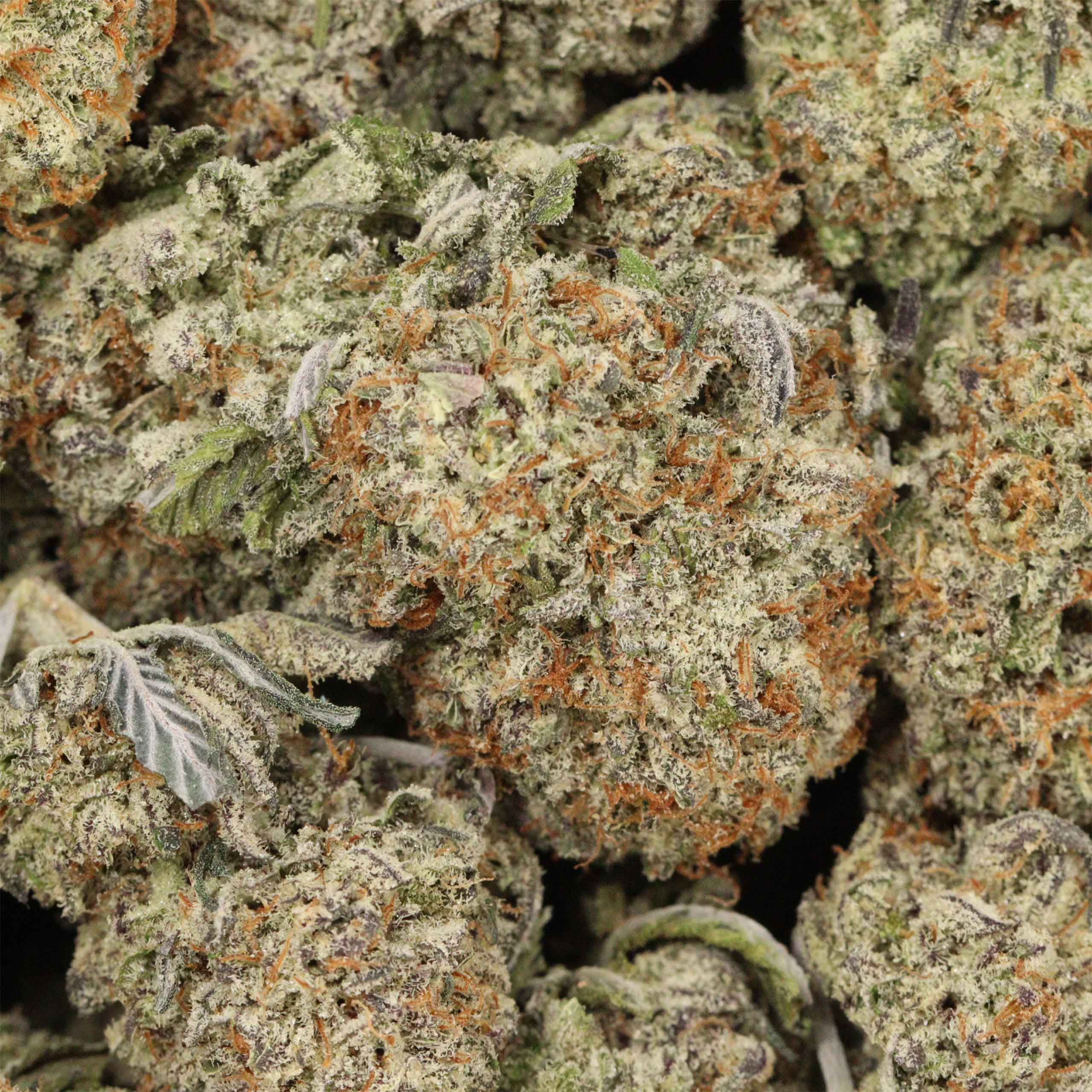 Quadzilla craft cannabis