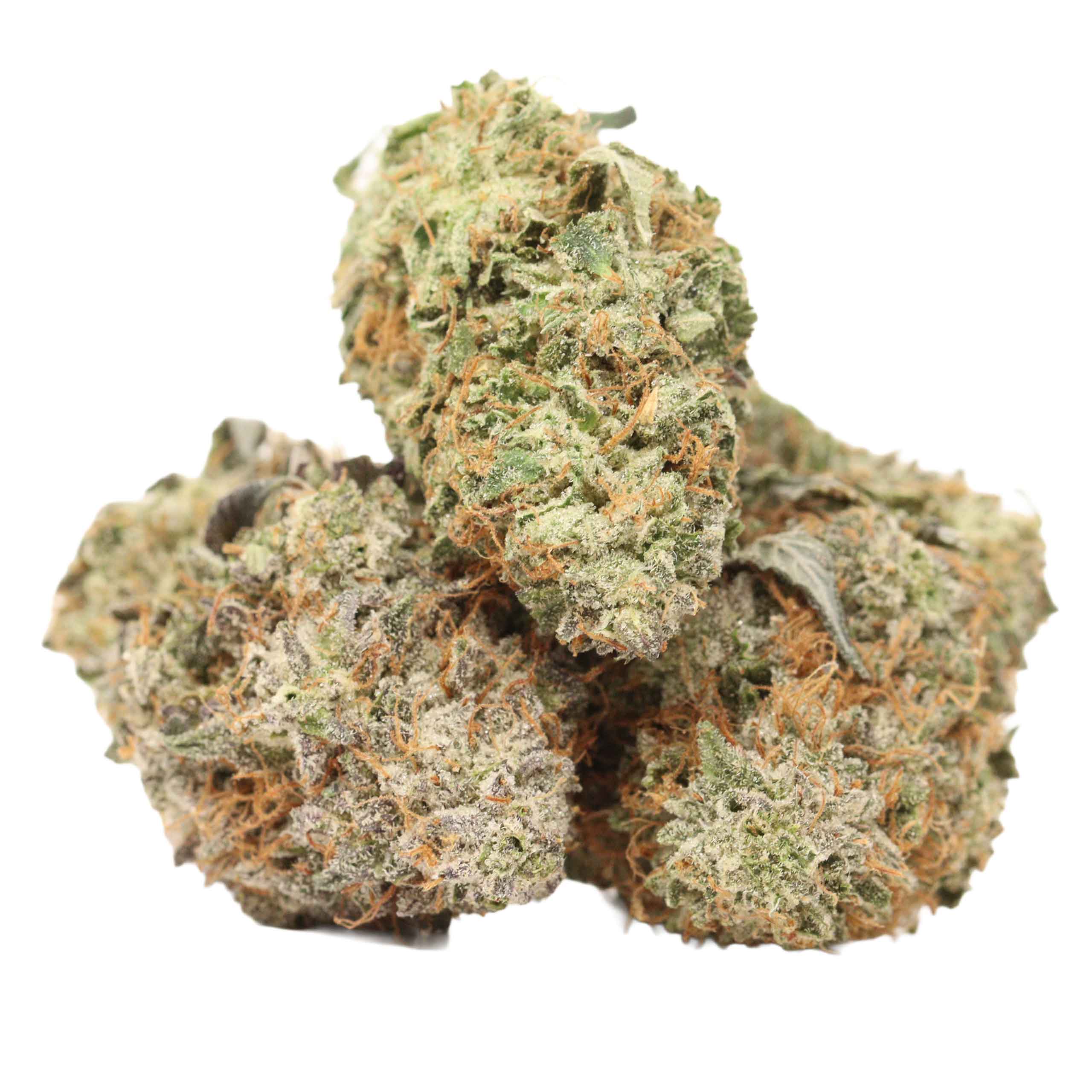 Scout Master strain cannabis