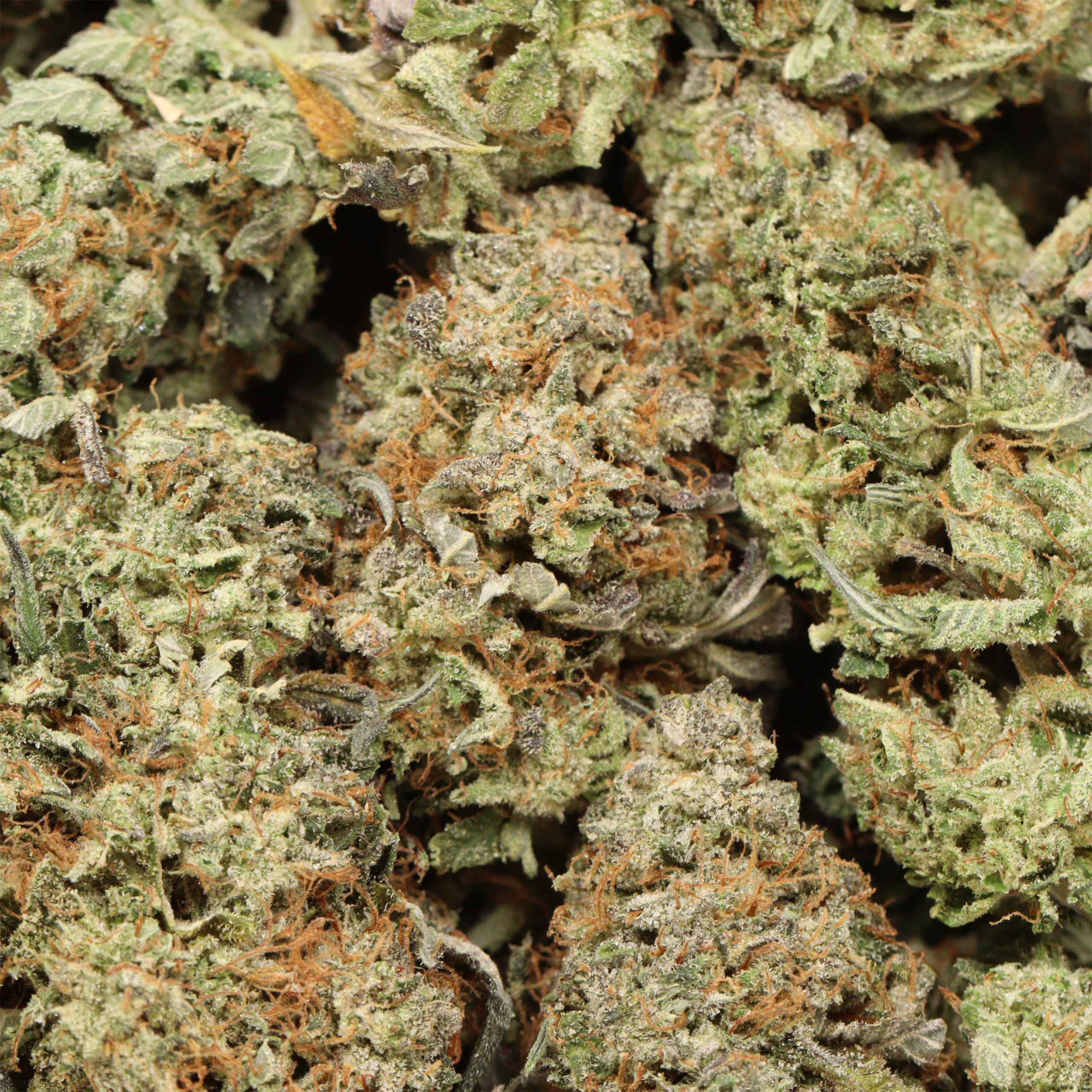 Scout Master cannabis wholesale