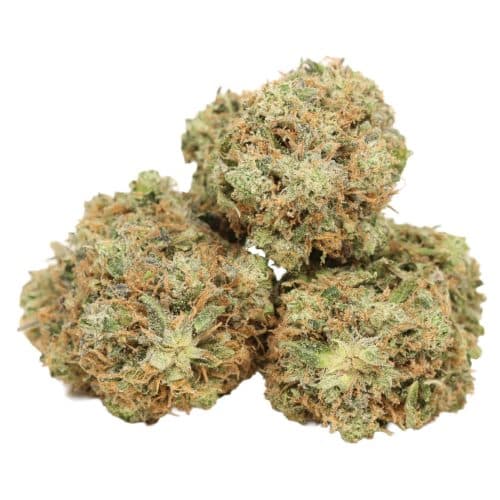 Ultra Pink strain cannabis