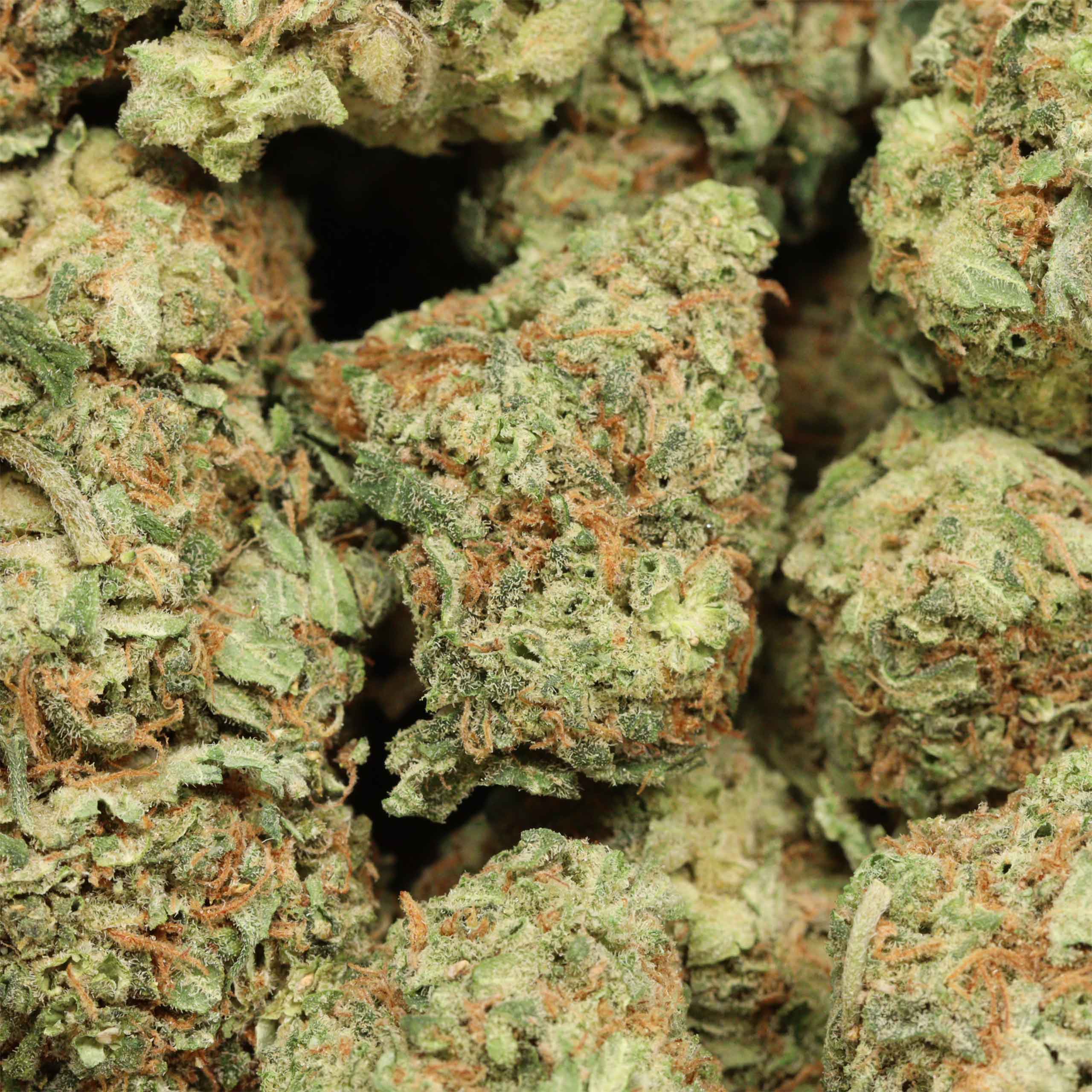 White Truffle cannabis wholesale