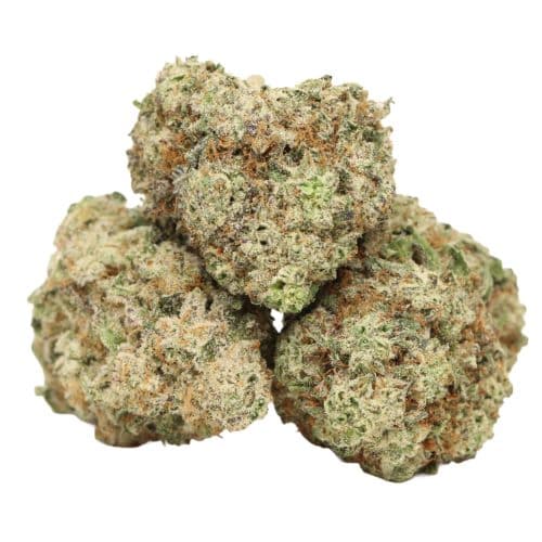 Dank Sinatra strain cannabis