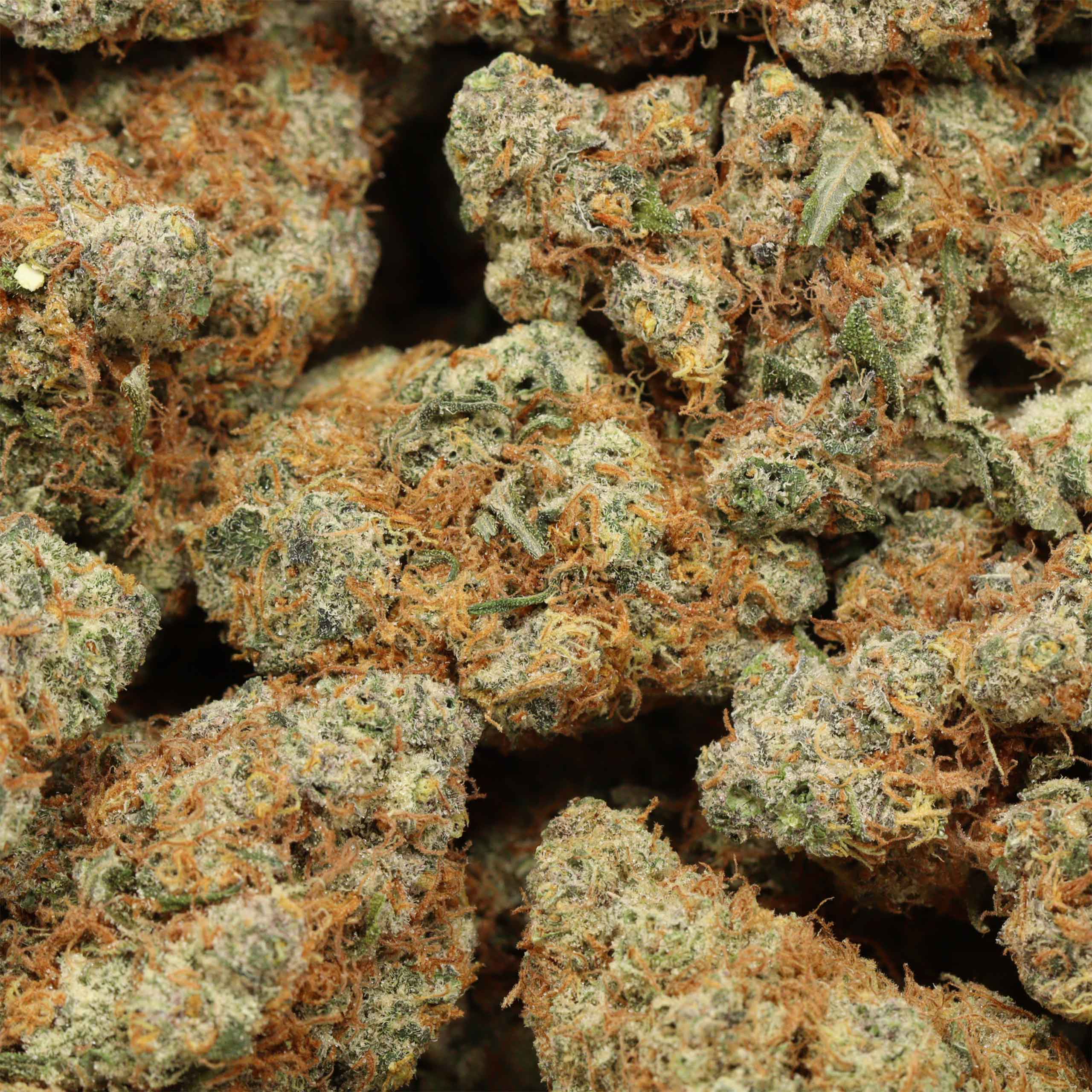 9 Pound Hammer cannabis wholesale