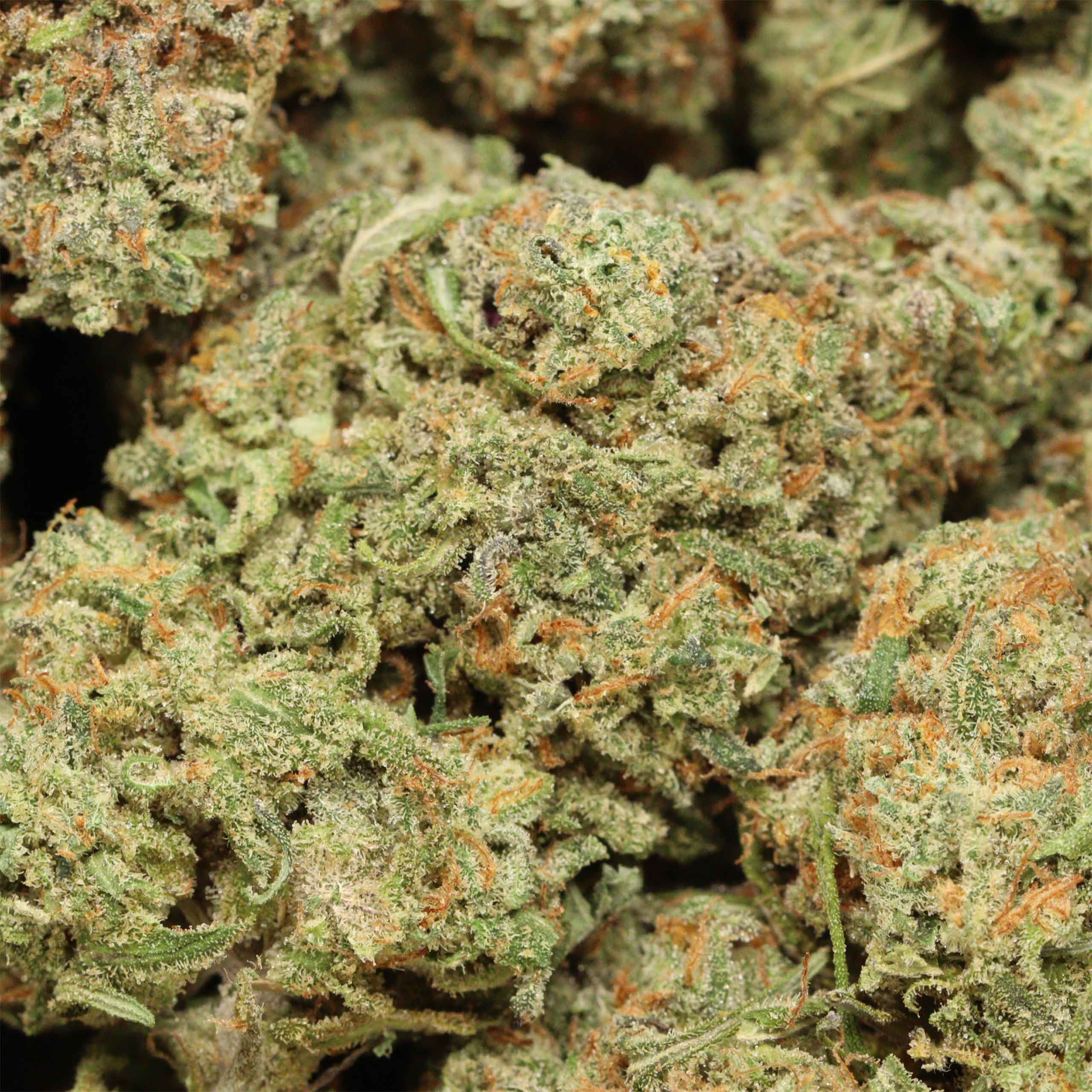 Alaskan Thunder Fuck cannabis