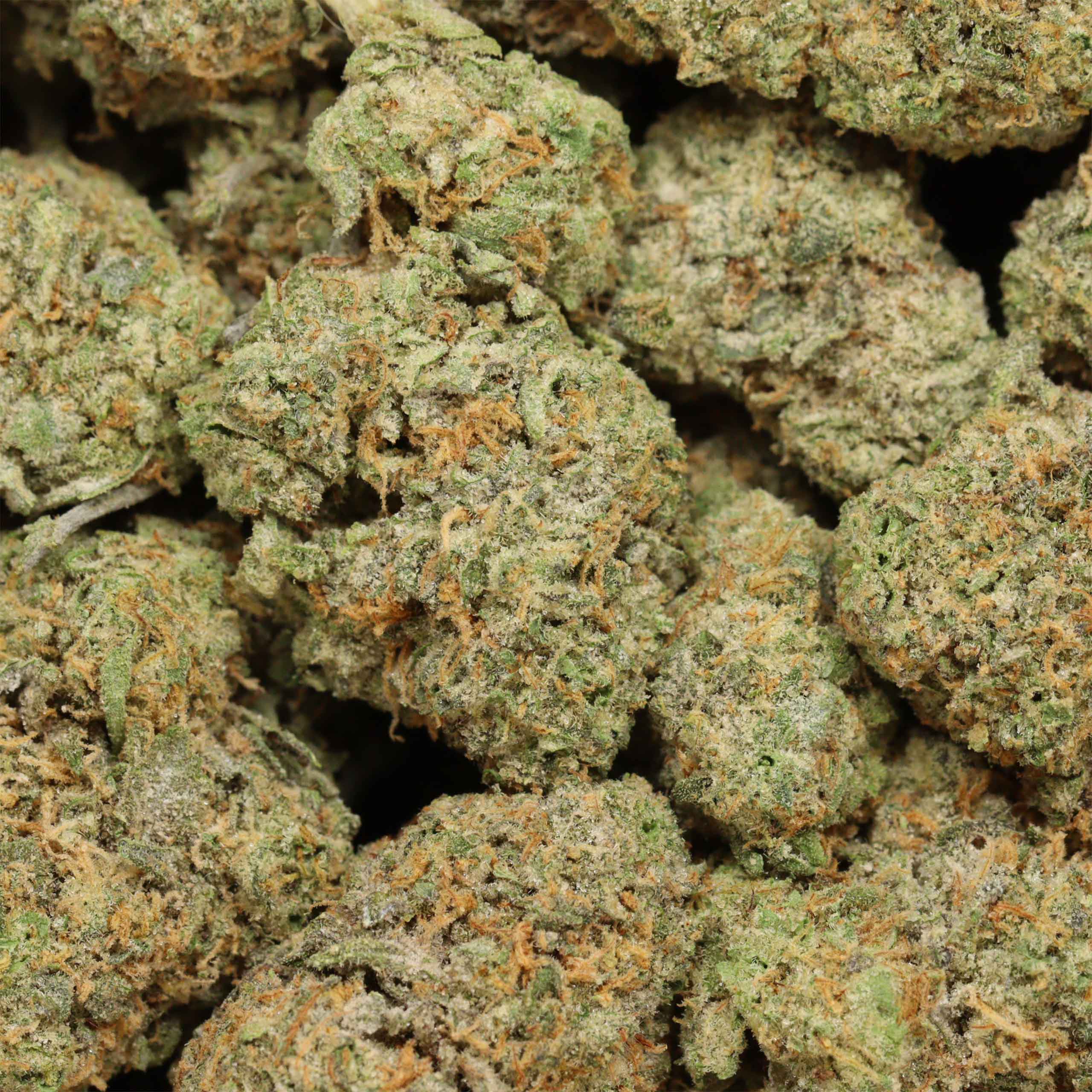 Apple Fritter cannabis