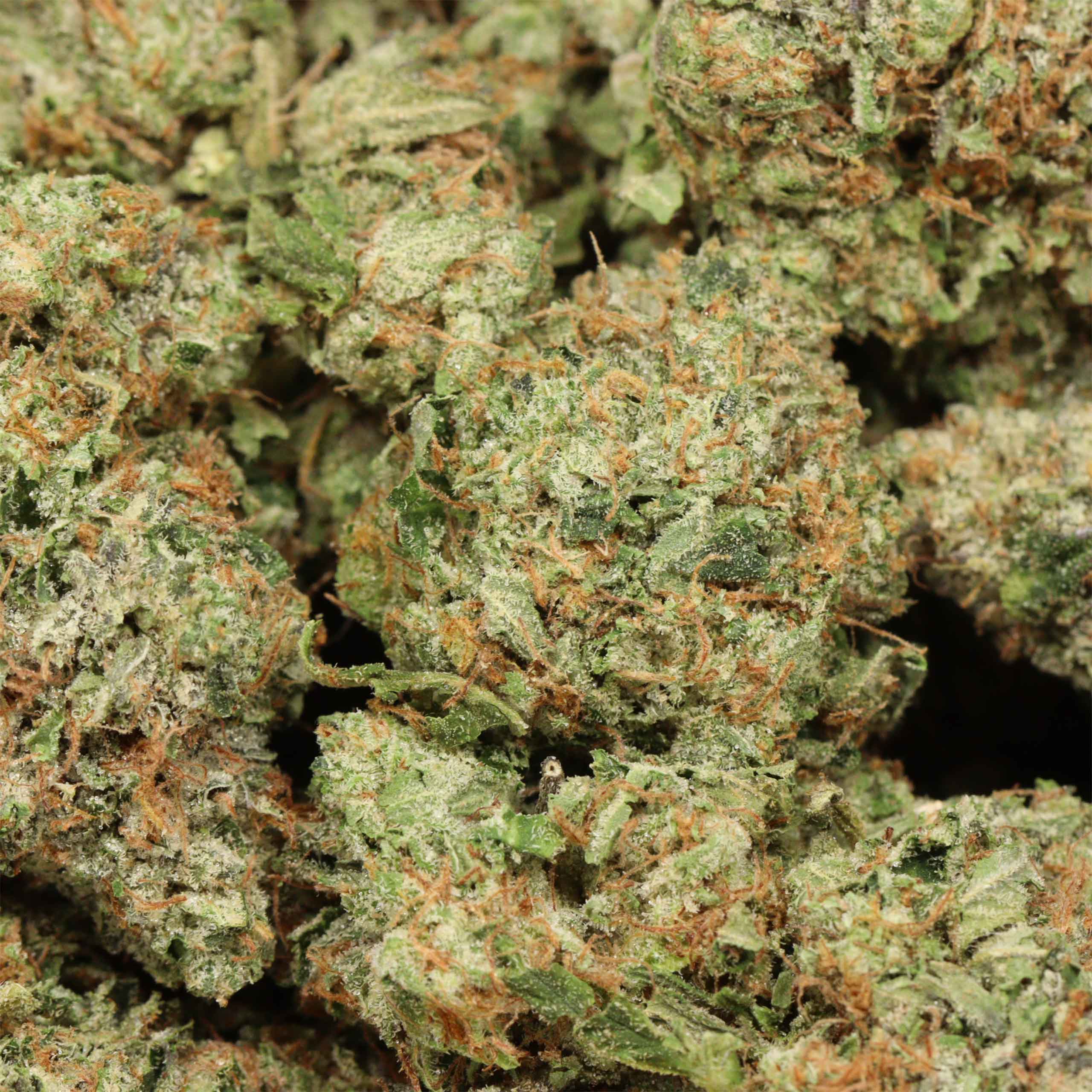 Astro Pink Kush craft cannabis