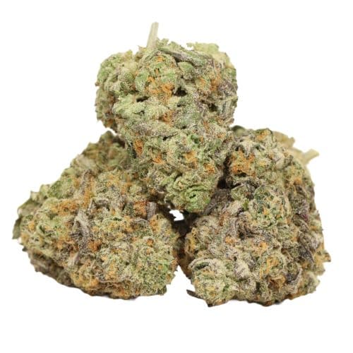 Atomic Blueberry strain cannabis