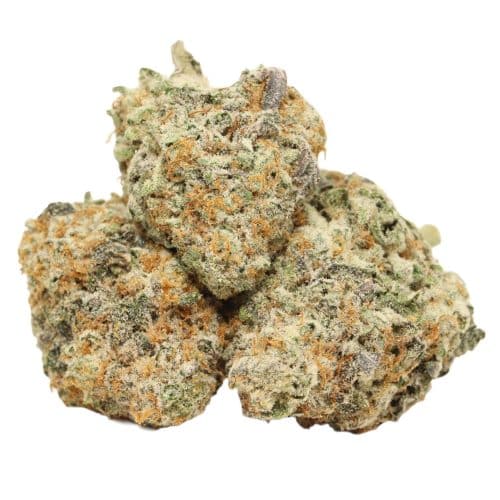 Dank Sinatra strain cannabis