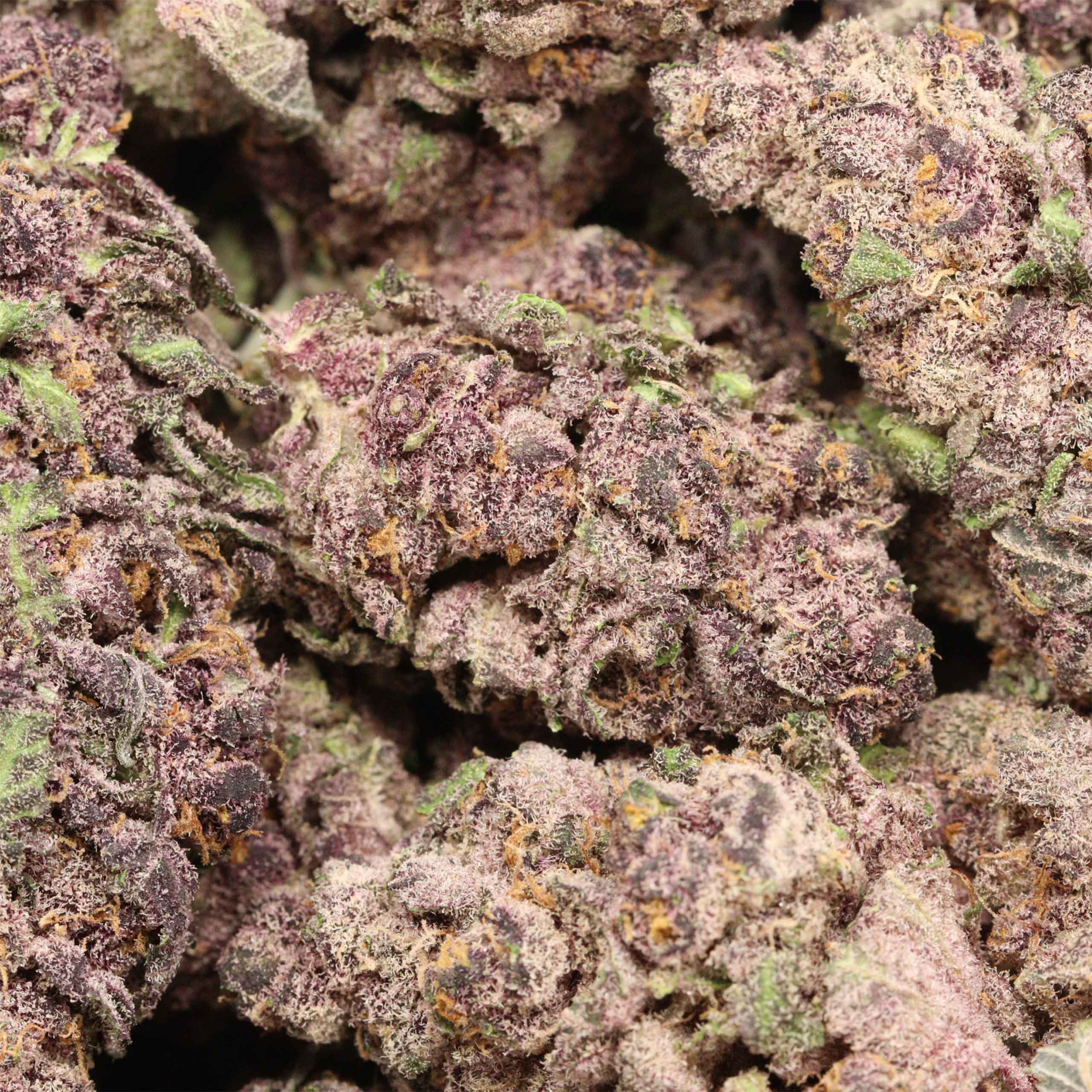 Huckleberry strain cannabis wholesale