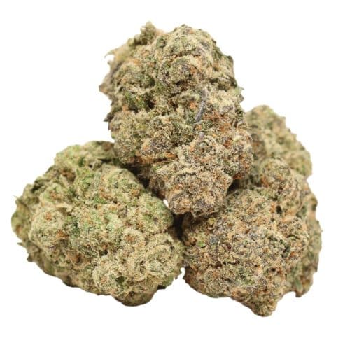 Kombucha strain craft cannabis