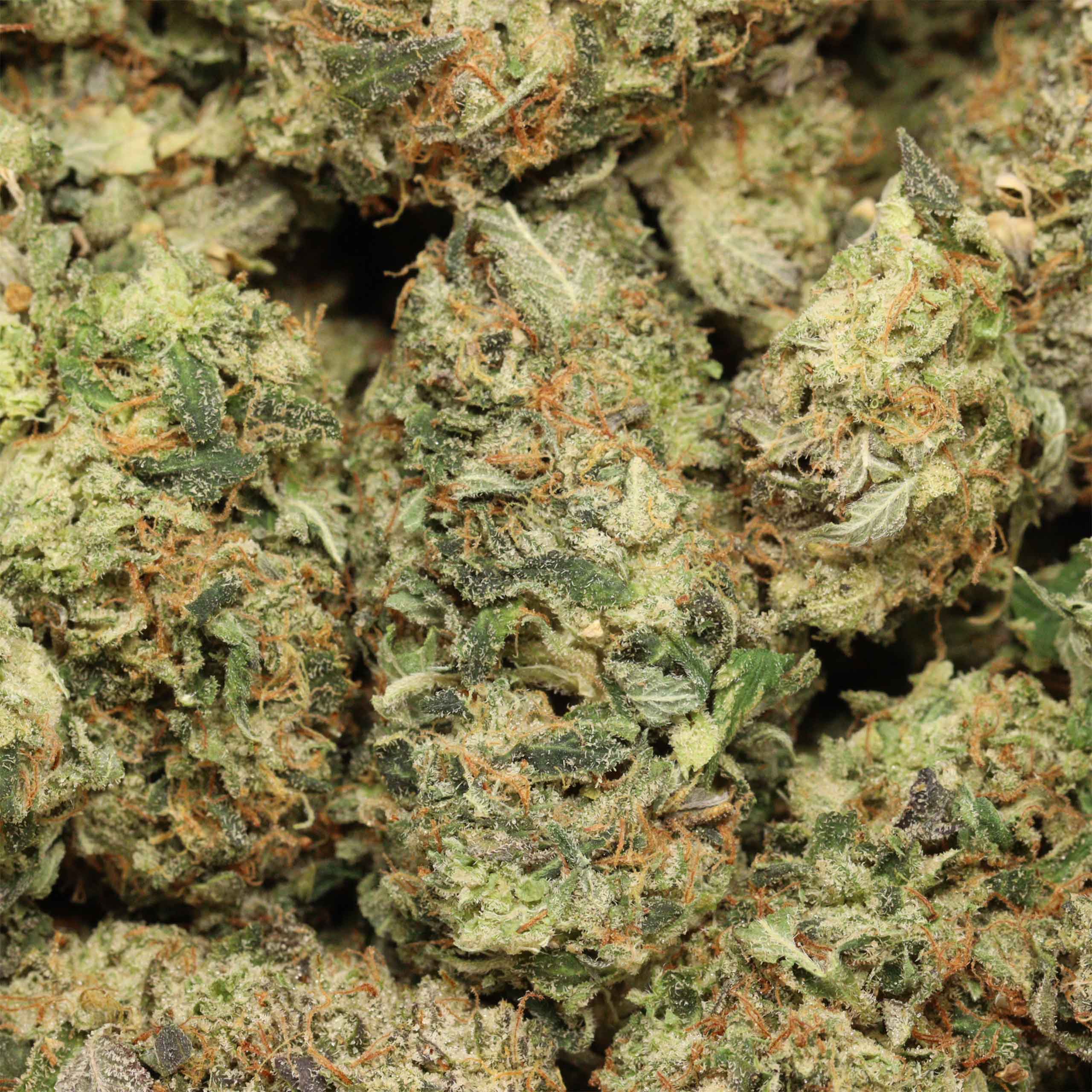 Miracle Alien Cookies craft cannabis