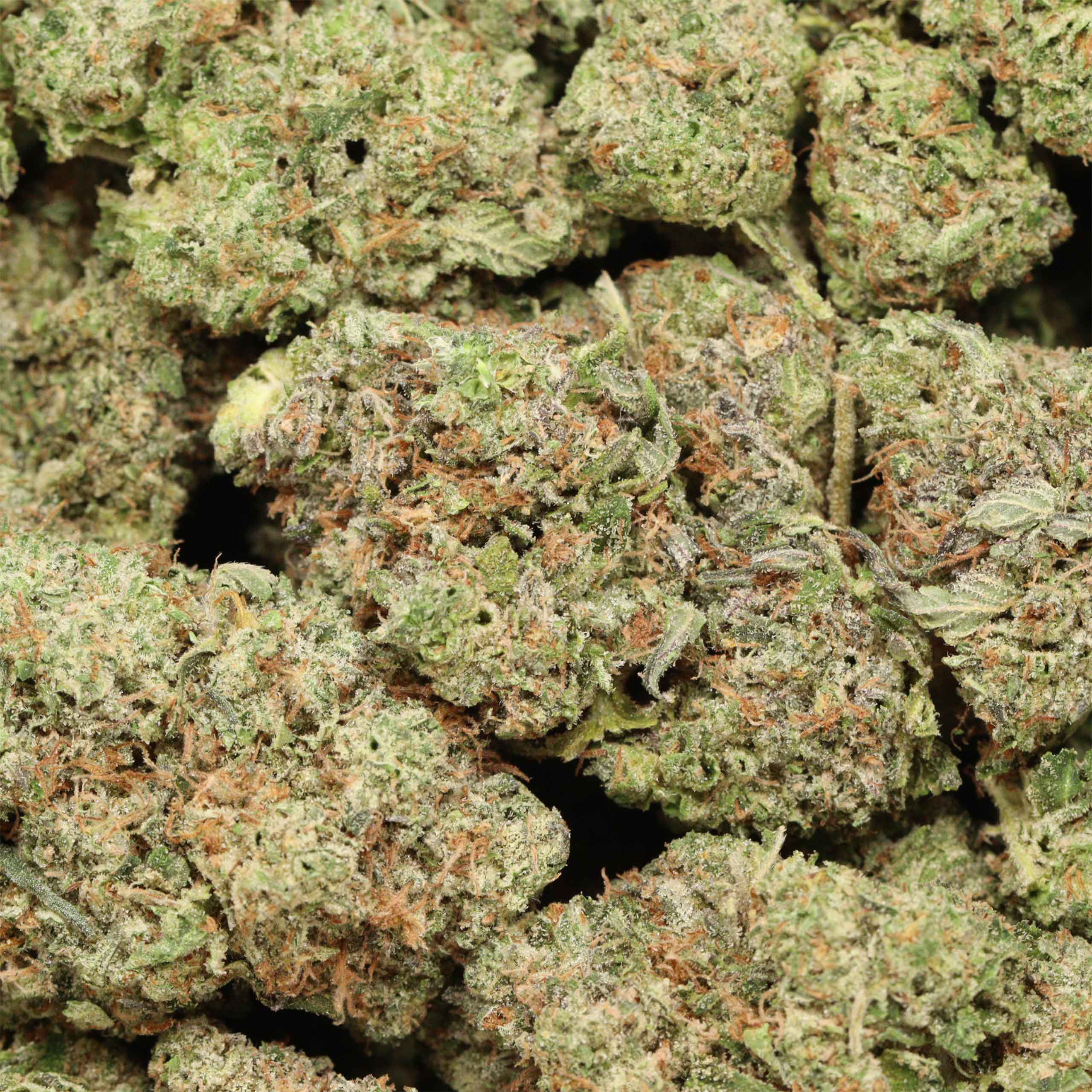 Pink Muerte cannabis