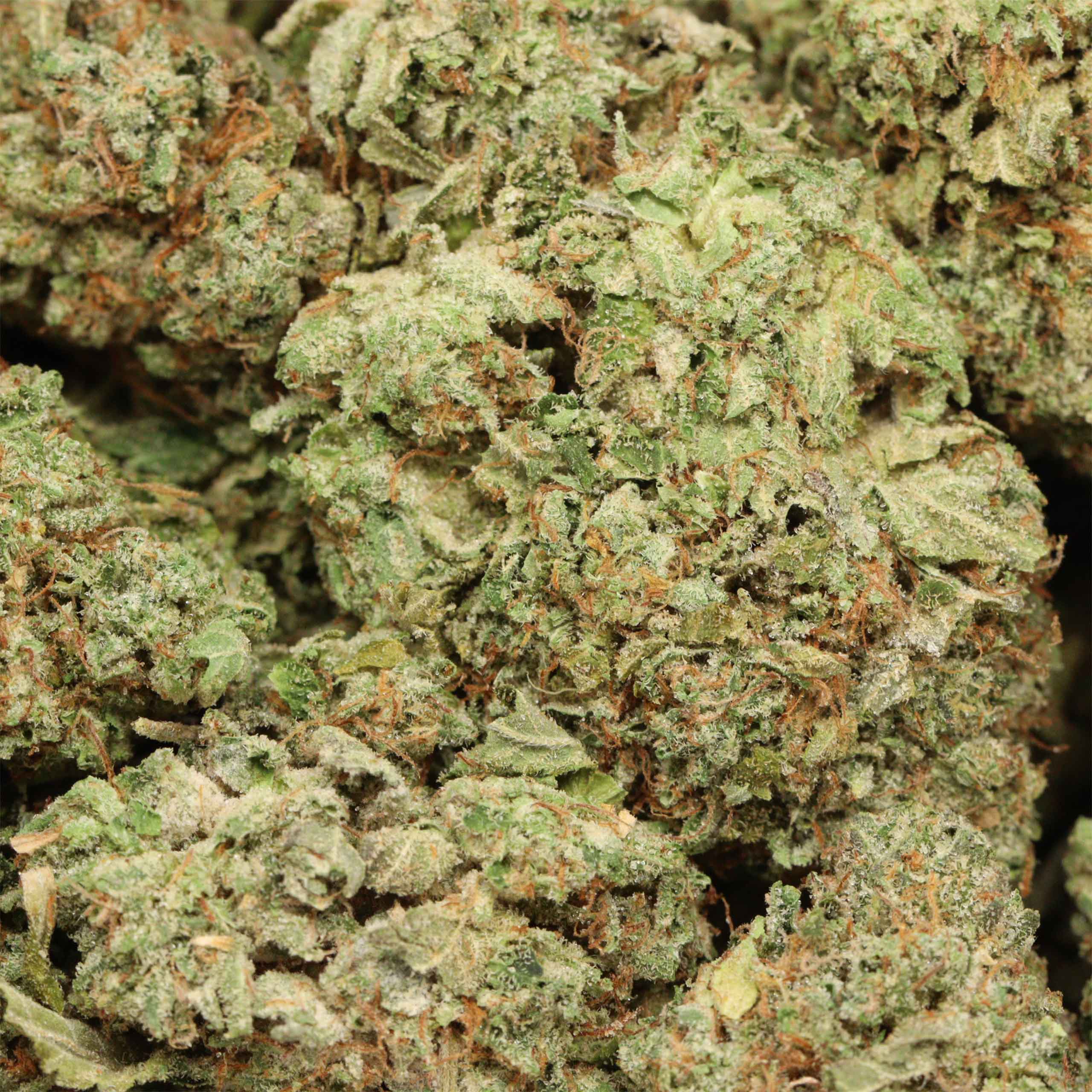 Presidential Pink Kush cannabis