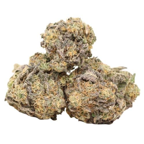 Purple Kush strain cannabis