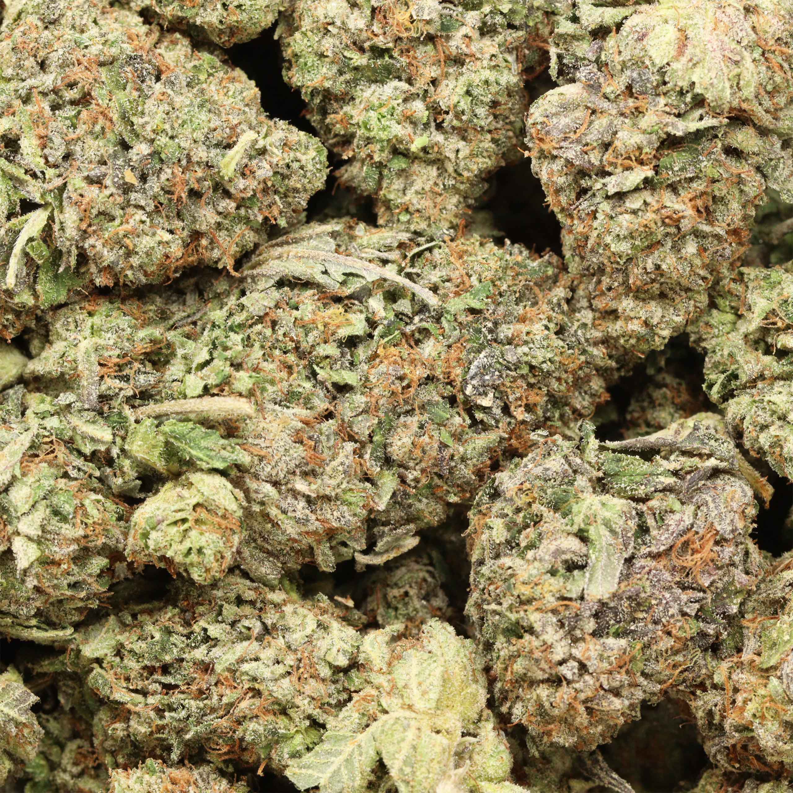 Tom Ford Pink Kush cannabis