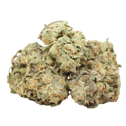 Tuna God strain cannabis