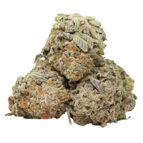 Tuna God strain cannabis