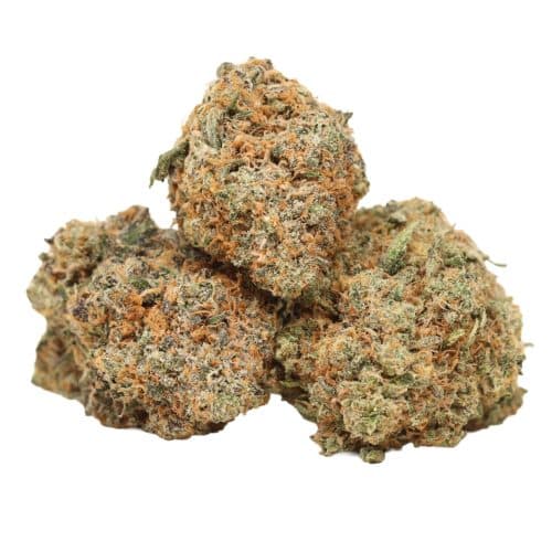 White Truffle strain cannabis