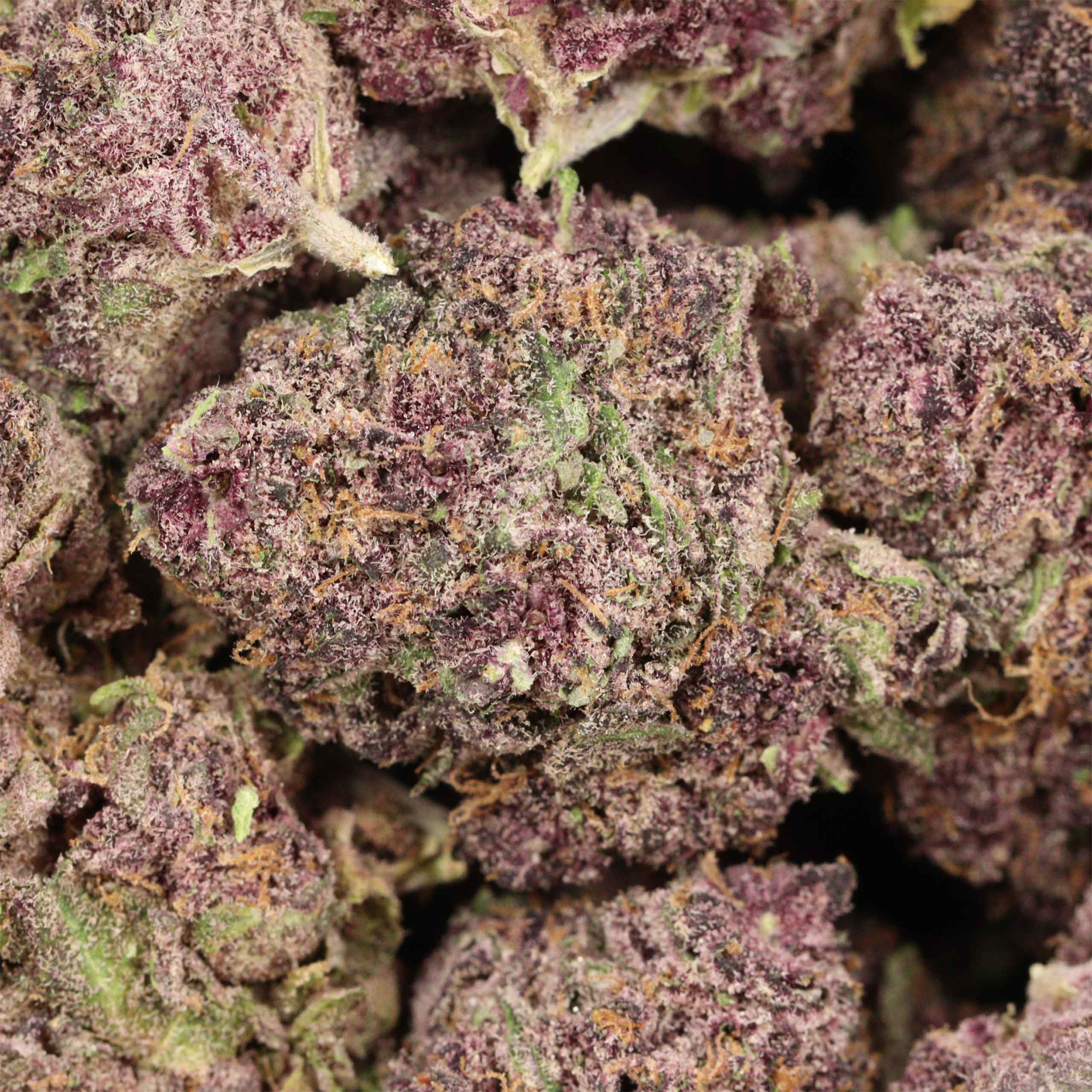 Black Cherry OG cannabis wholesale