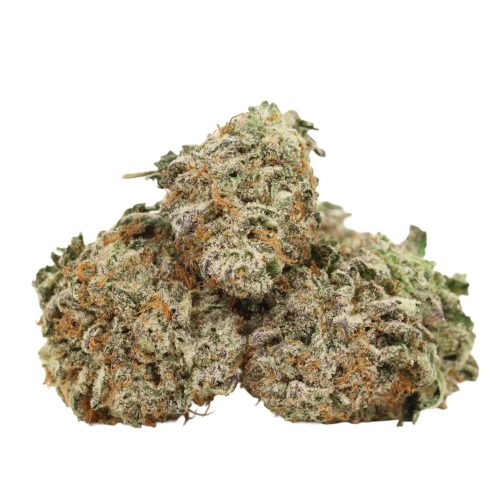 Cherry Dog strain cannabis