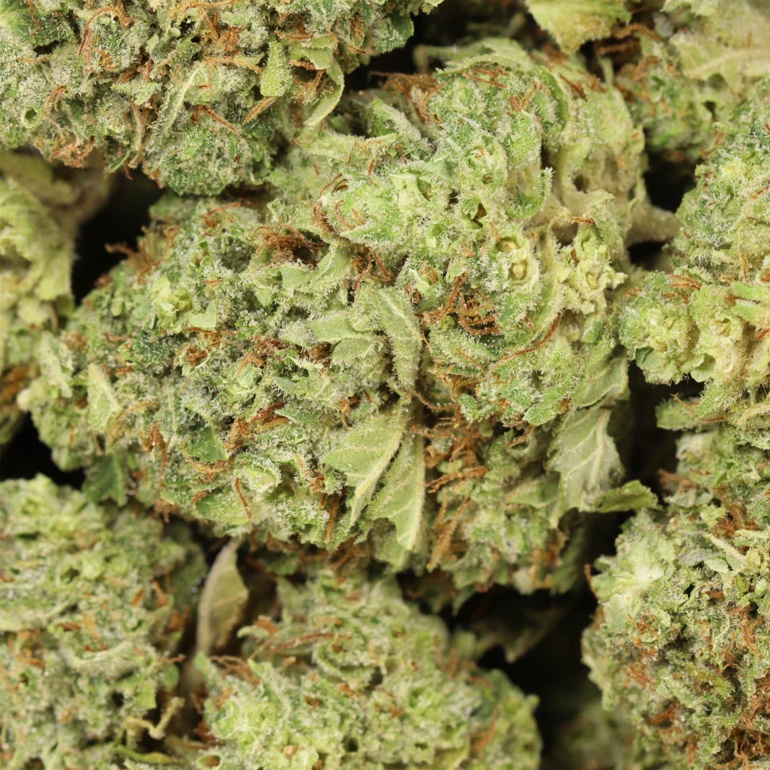 Love Potion #1 cannabis