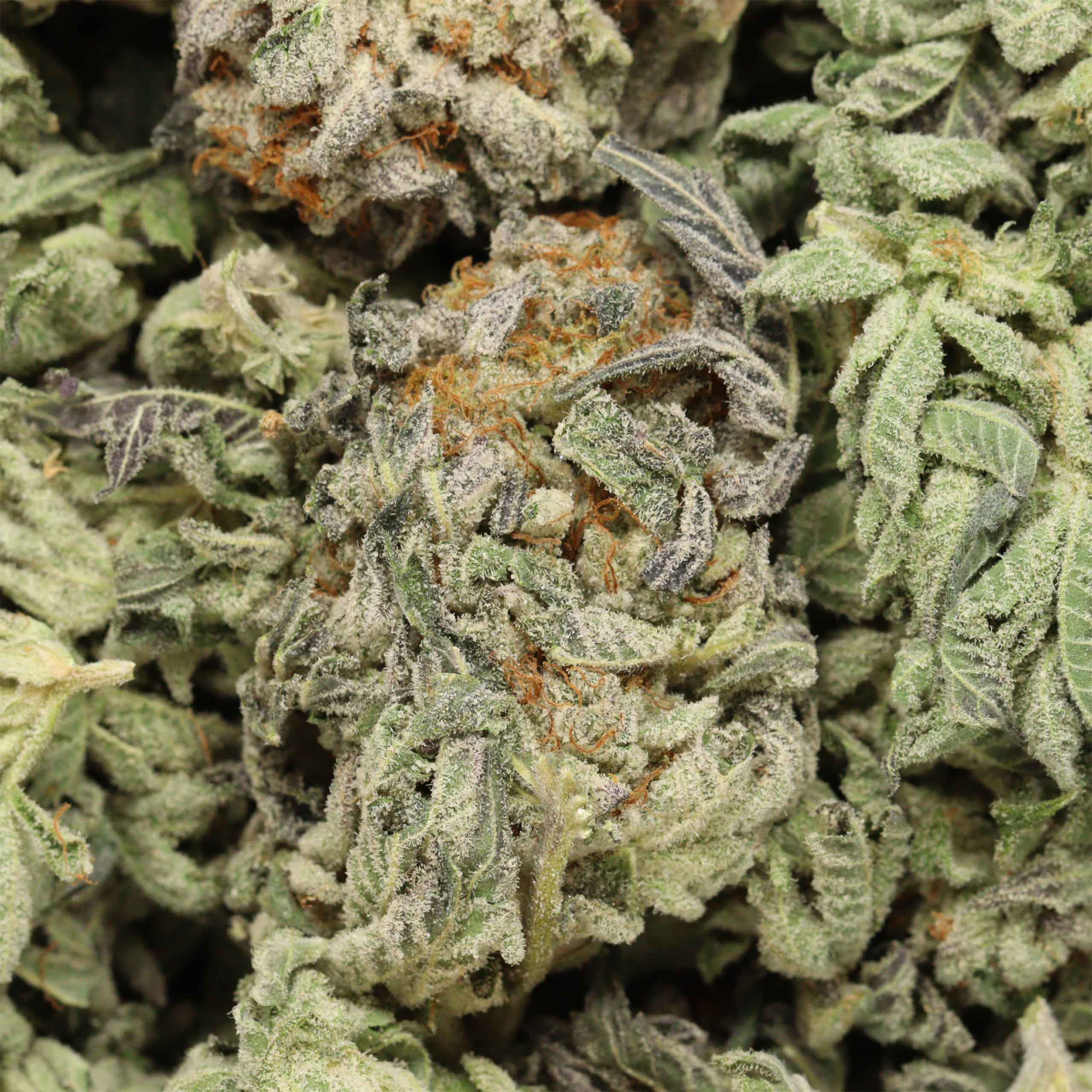 Starburst cannabis wholesale