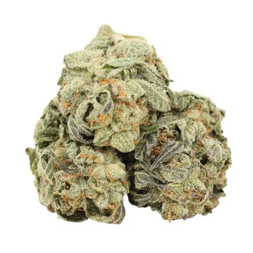 Tuna God strain cannabis