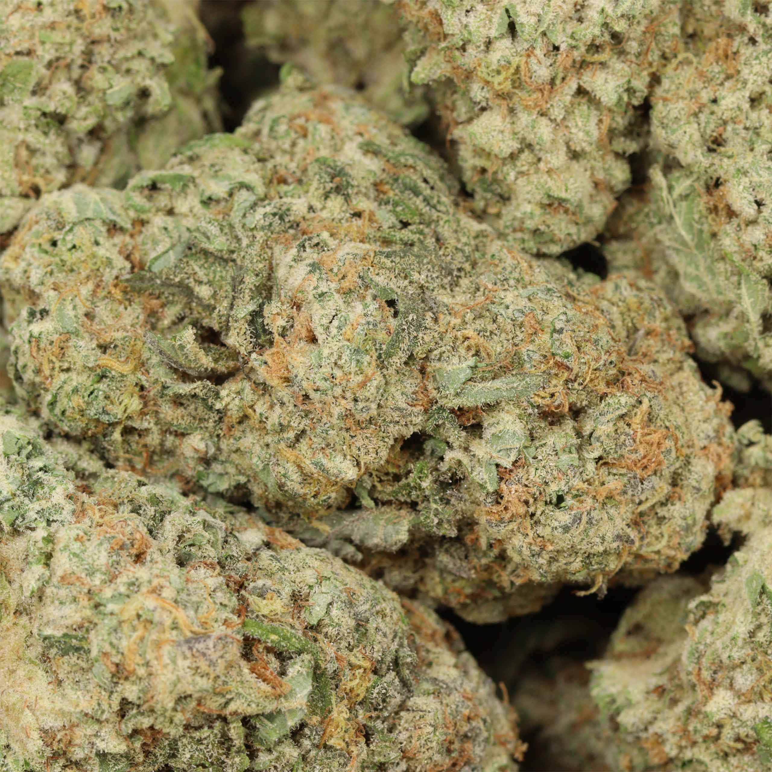 Scout Master cannabis