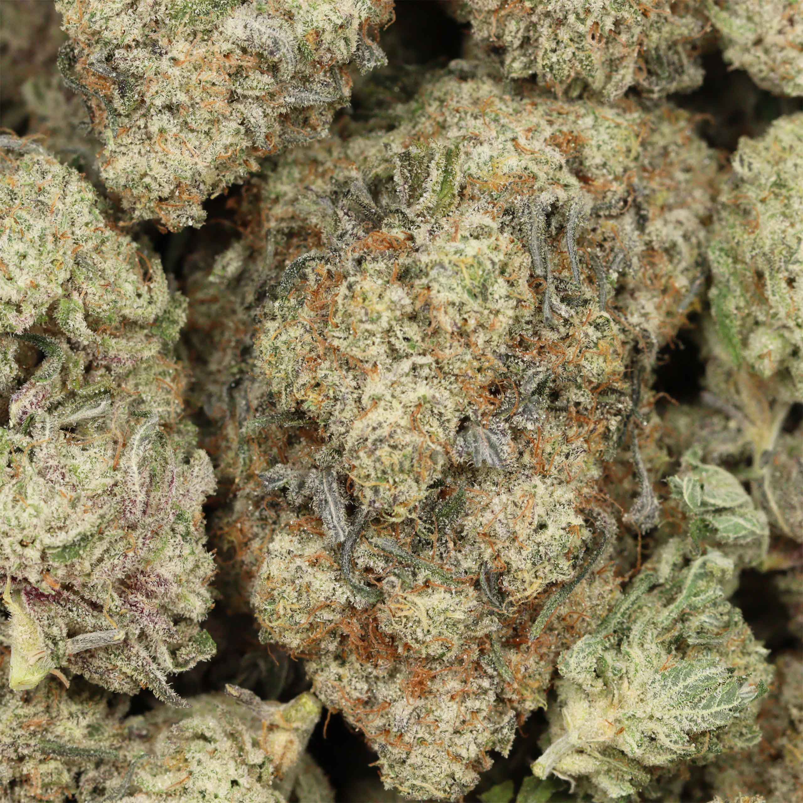 Afghani pink cannabis