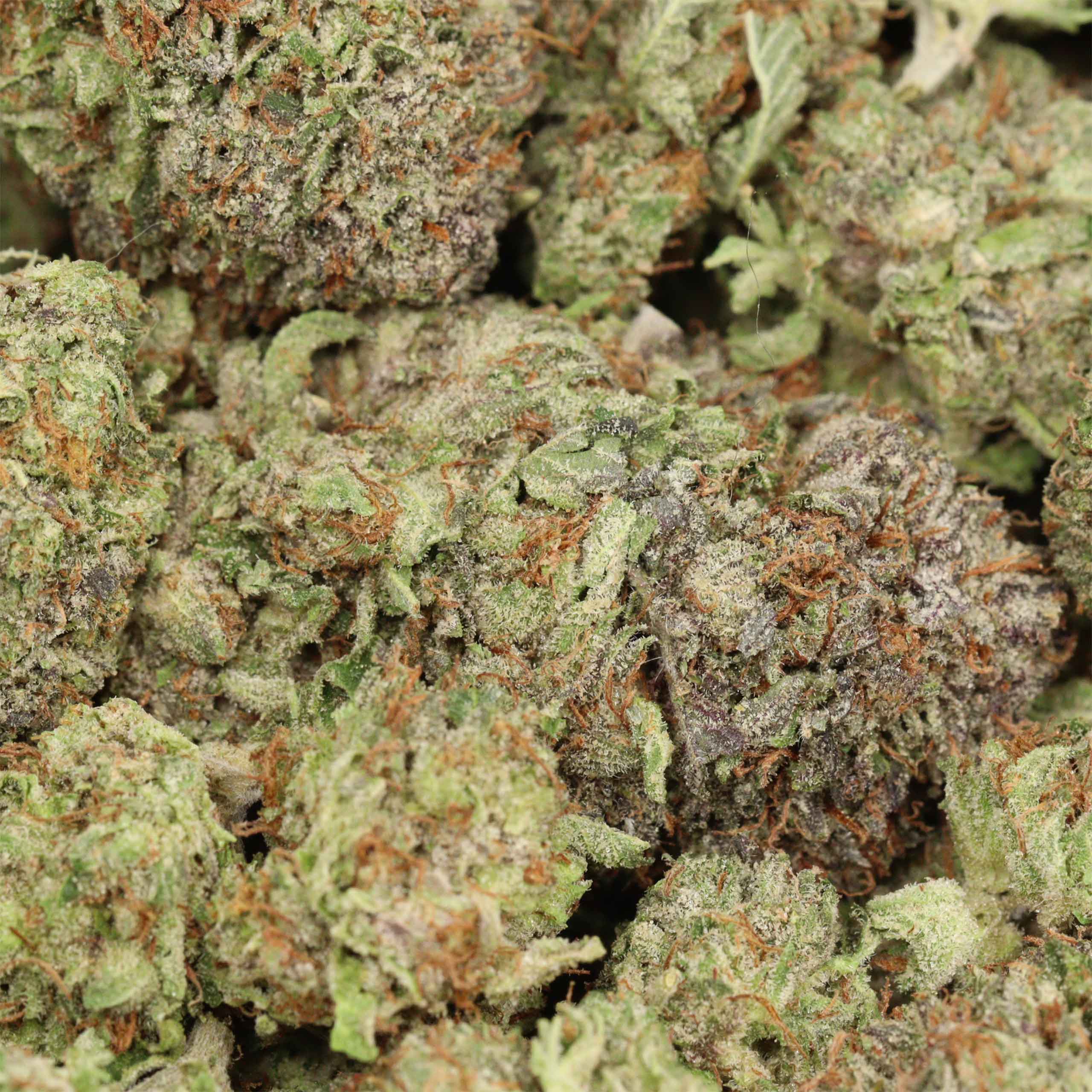 Astro Pink Kush cannabis