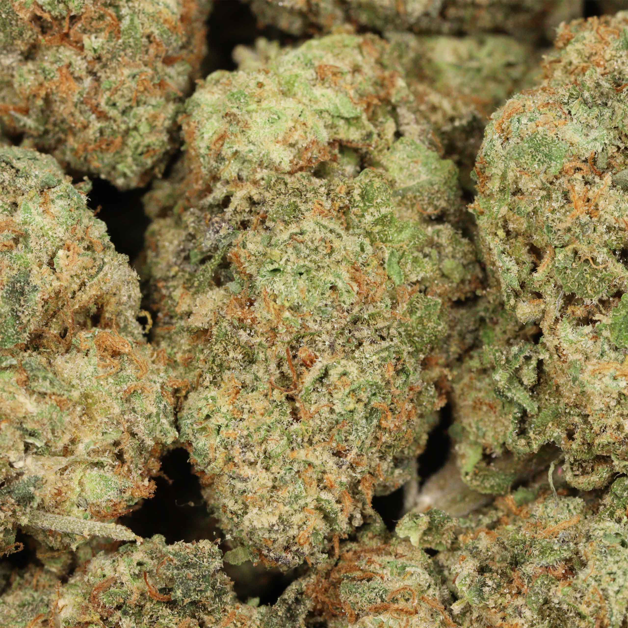 Cartel Kush cannabis