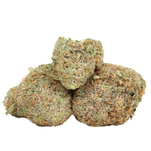 Chocolate Kush strain cannabis