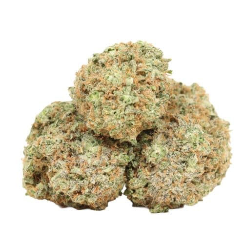 Chocolope strain cannabis