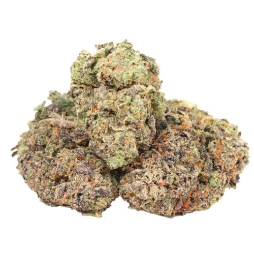 Dank Sinatra strain cannabis