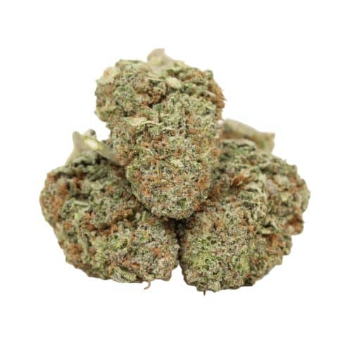 Mataro Blue strain cannabis